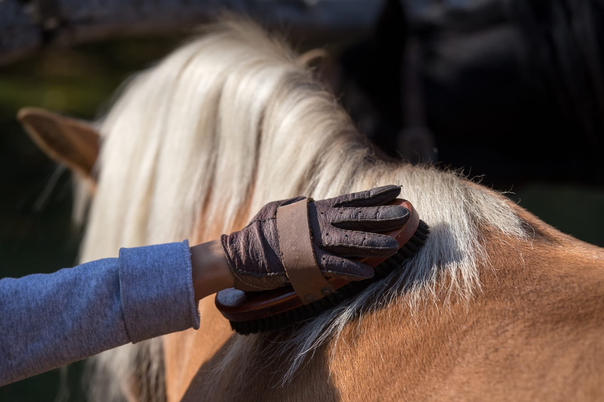 Horse Grooming & Care